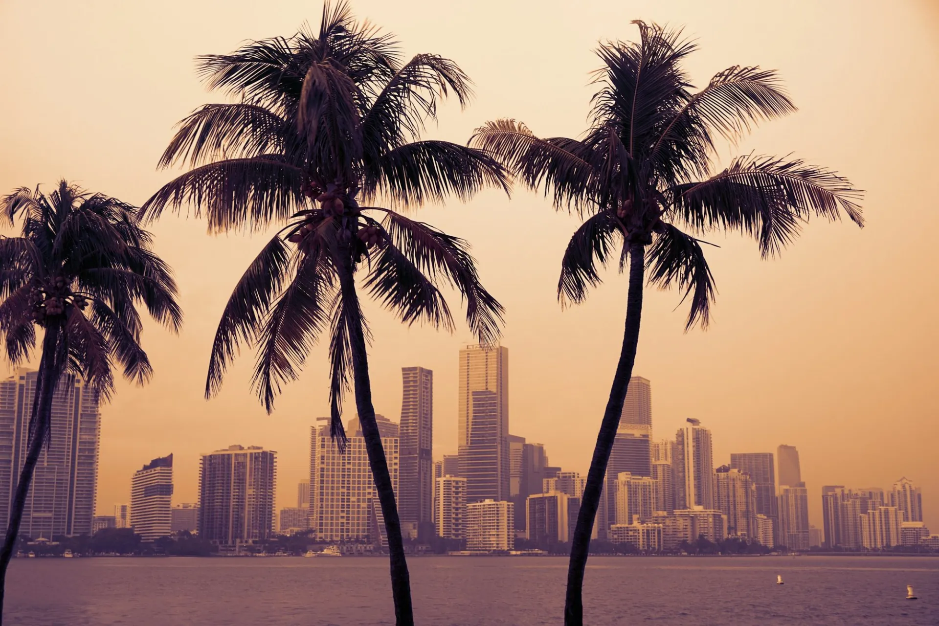 Three palm trees in silhouette against the Miami skyline, a warm evening sky over the bay behind them